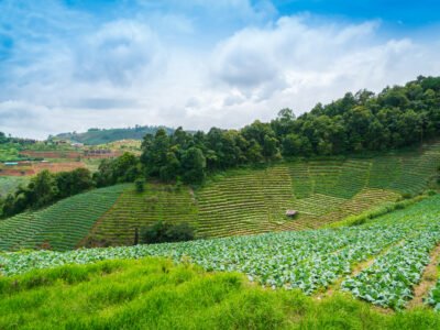 Vendo Finca en Montaña Verde